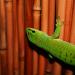 Phelsuma madagascariensis grandis